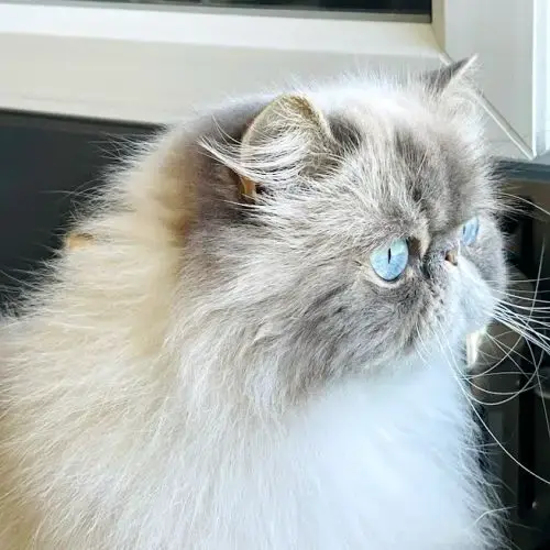 Magnifique