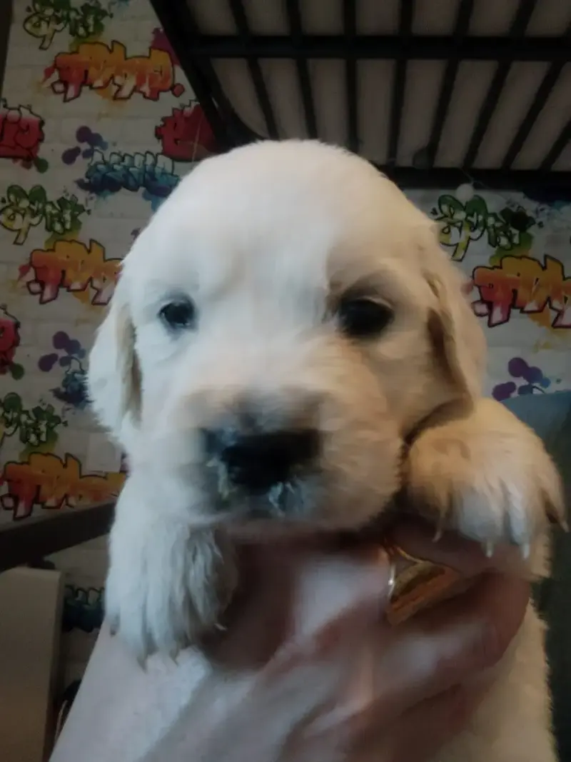 Golden Retriever  Chiot N°4 Des Vents Sacrés D'Aubrio 40022