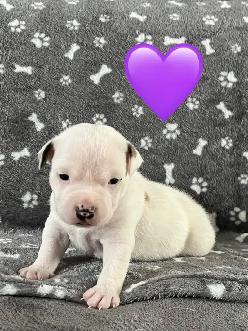 Staffordshire Bull Terrier  Chiot N°3 Du Centre Del M dca5a