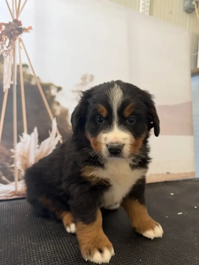 Bouvier Bernois  Buck -