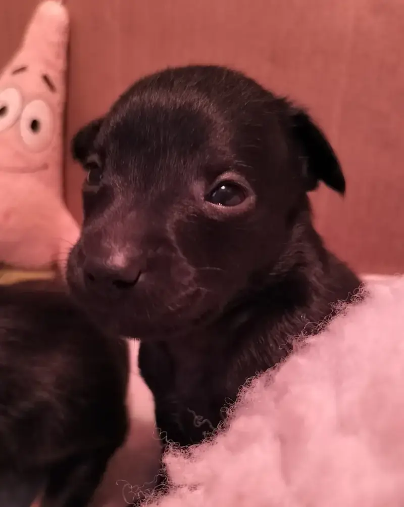 Chien Nu Mexicain  Barón Del Cartel Oneirataxia