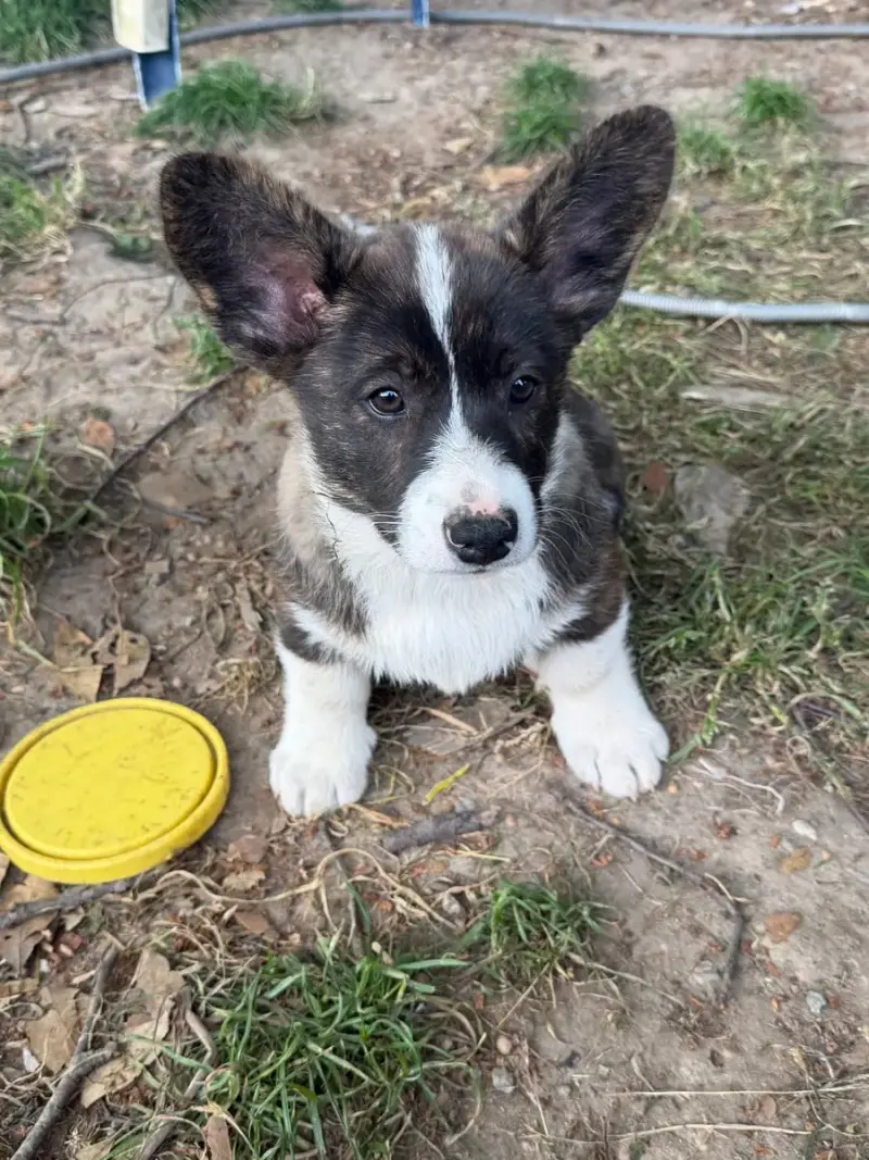 Welsh Corgi Cardigan  Banos De La Lande D'Escurat