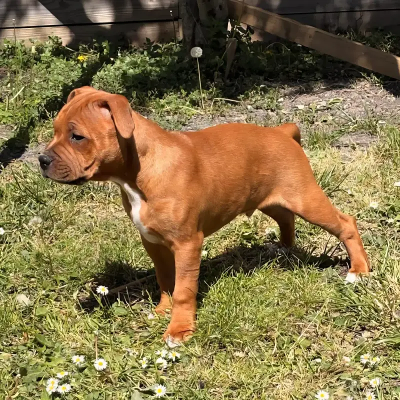 Staffordshire Bull Terrier  Bradley Du Royaume Des Co 5d960