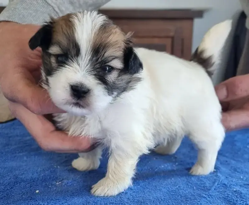 Coton De Tulear  Chiot N°3 Des Hirondelles Du Voyage 93ac3