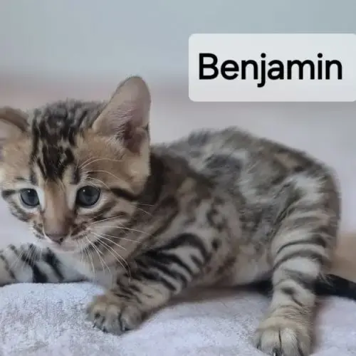 A Reserver Chaton Bengal