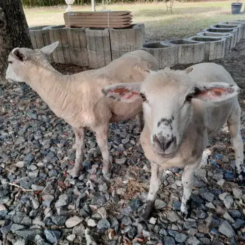Moutons