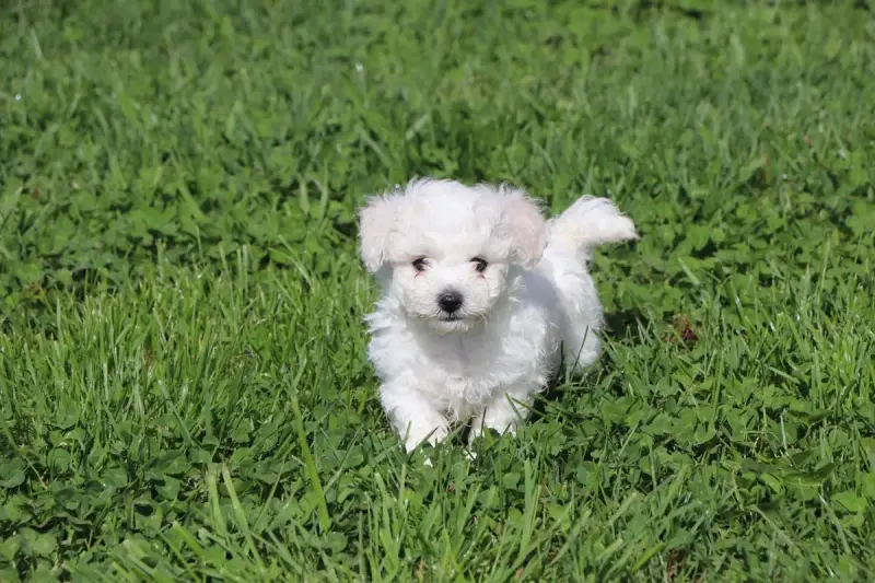 Bichon Frise  Chiot N°1 Du Royaume De Pandess