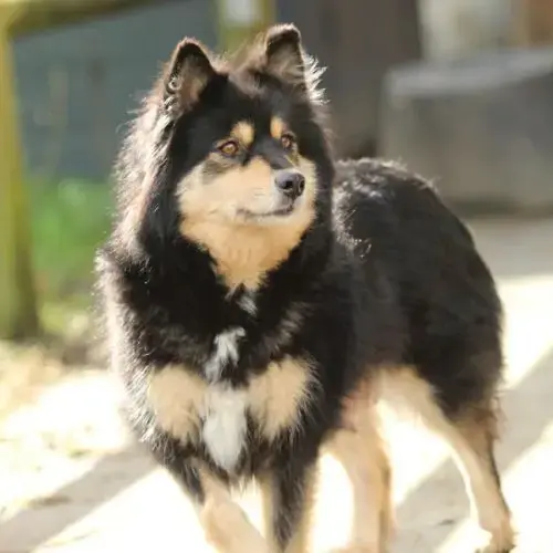 Chiot Finnois De Laponie