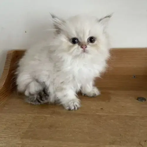 Deux Chatons Lonhair