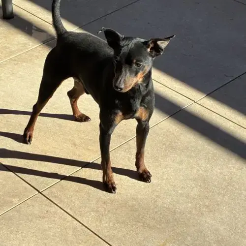 Saillie Pinscher Nain