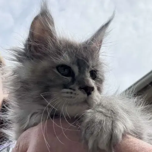 Maine Coon Black Tortie Smoke Ou Bleu Blotched Tor