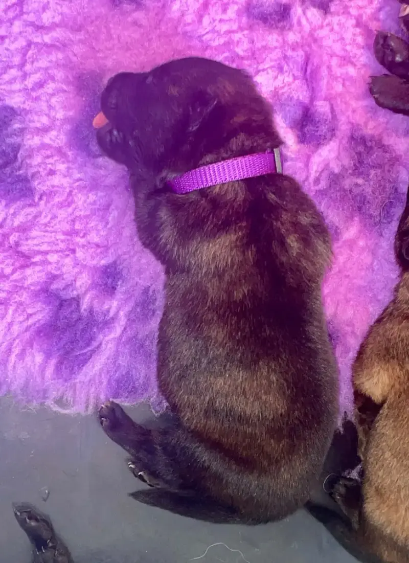 Berger Hollandais  Chiot Violette Du Domaine De Tanar add47