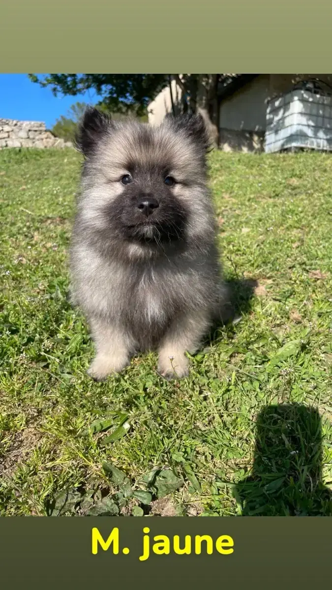 Spitz Allemand  "Jaune" B.... Du Royaume Des Khaleesi dcd93