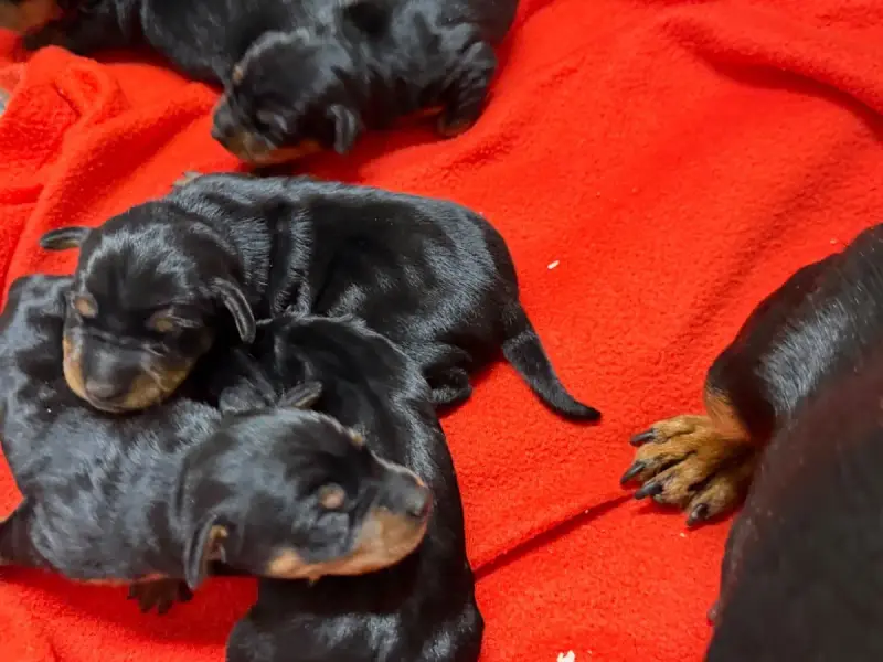 Pinscher Nain  Chiot N°5 Du Moulin De Madjurie