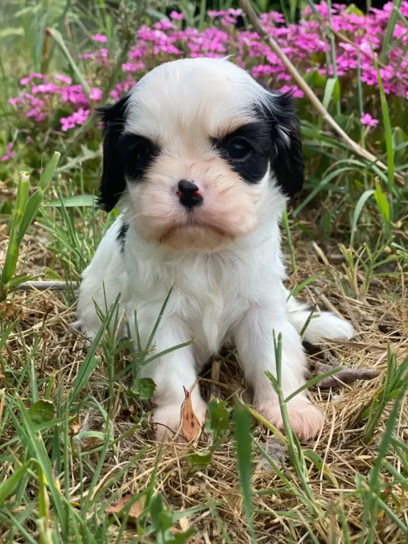 Cavalier King Charles Spaniel  Bonnie Tyler Du Mas De 1cf5e
