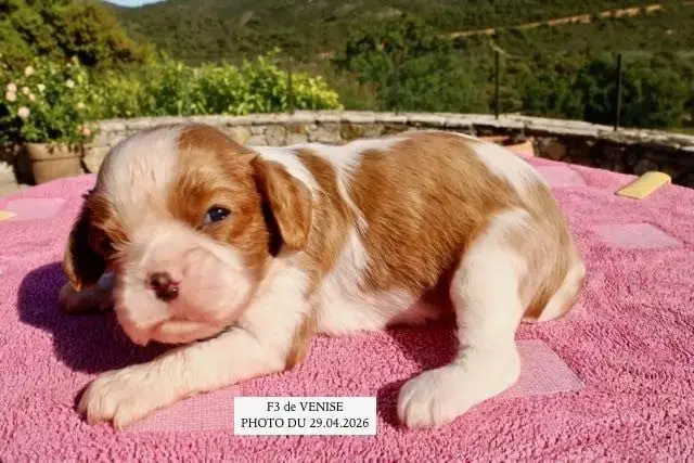 Cavalier King Charles Spaniel  F3 Venise De La Bastid 97ab0