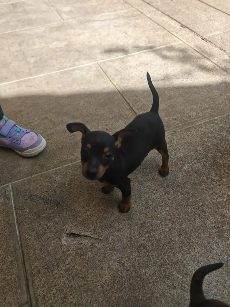 Pinscher Nain  Bouska Angel Killer