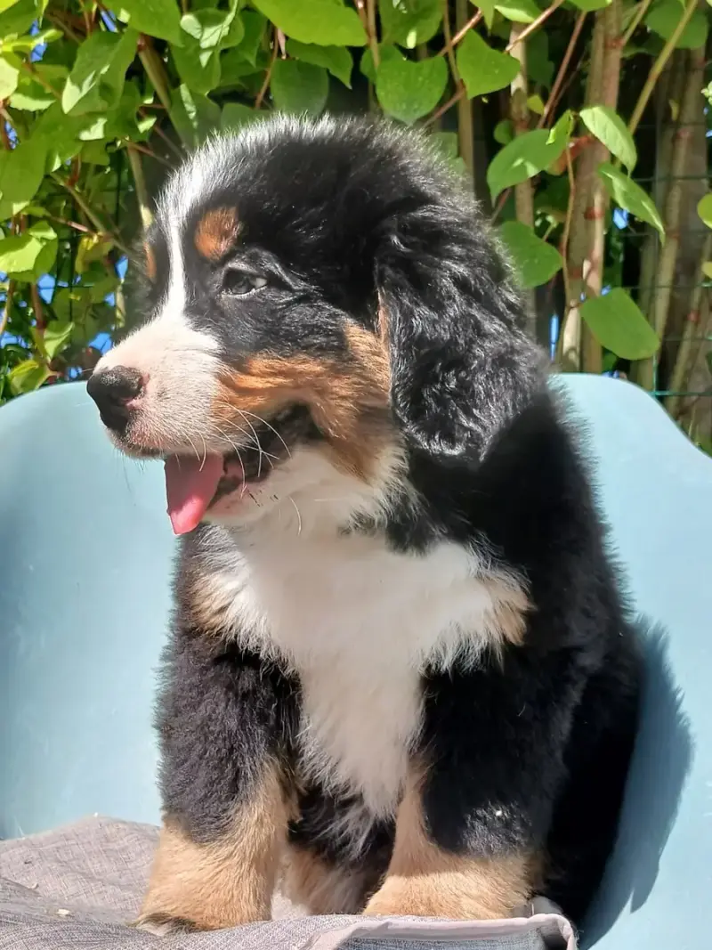 Bouvier Bernois  Chiot N°2 Du Domaine De La Rocherie 85e58