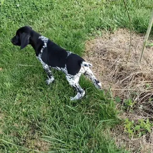 Chiots Braque Allemand Pédigré Exceptionnel