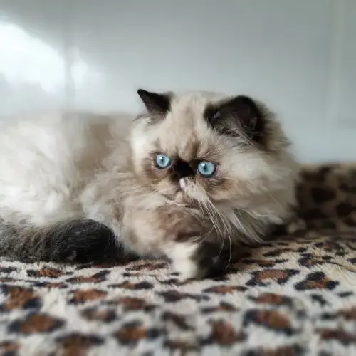 Magnifiques Chatons Persans Loof En Normandie