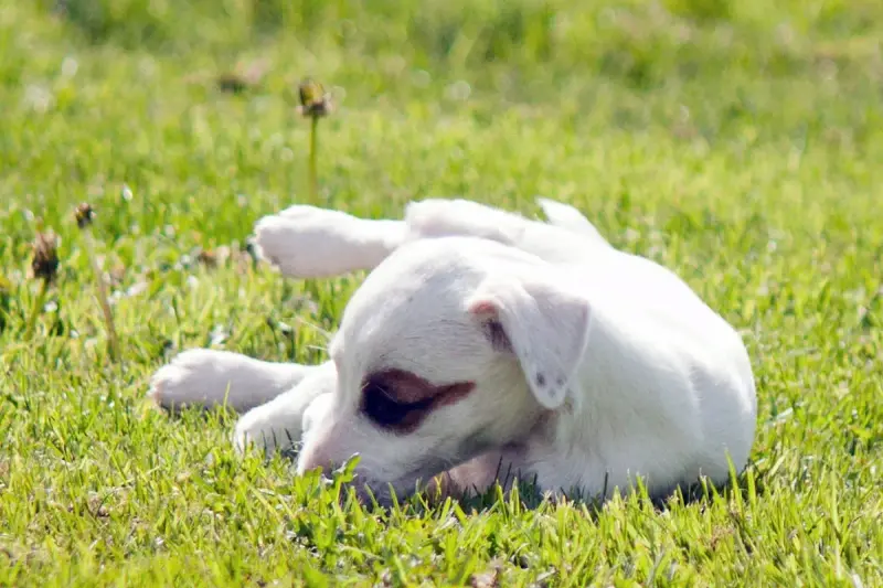 Parson Russell Terrier  Bijou The Magnificent Fox Hun 4fb38