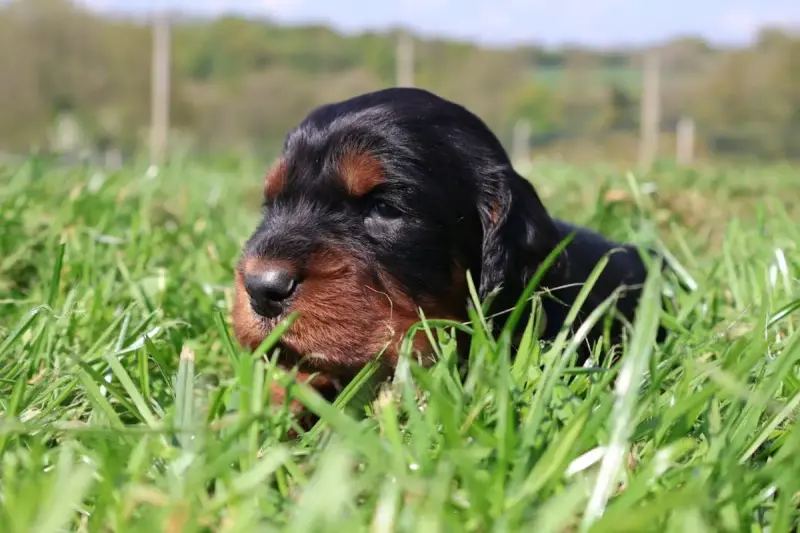Setter Gordon  Monsieur Kaki Du Domaine De Phoebapoor db84f