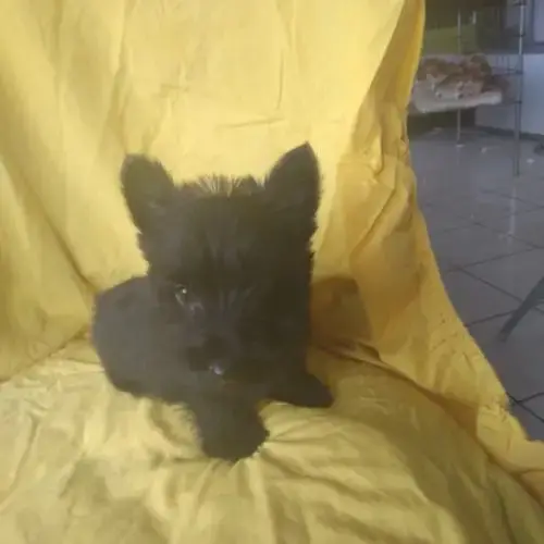 Terrier Écossais