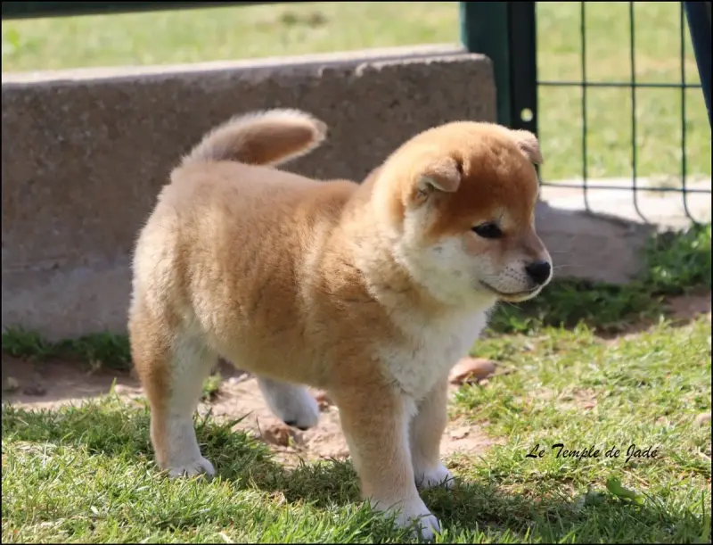 Shiba  Bouba Du Temple De Jade