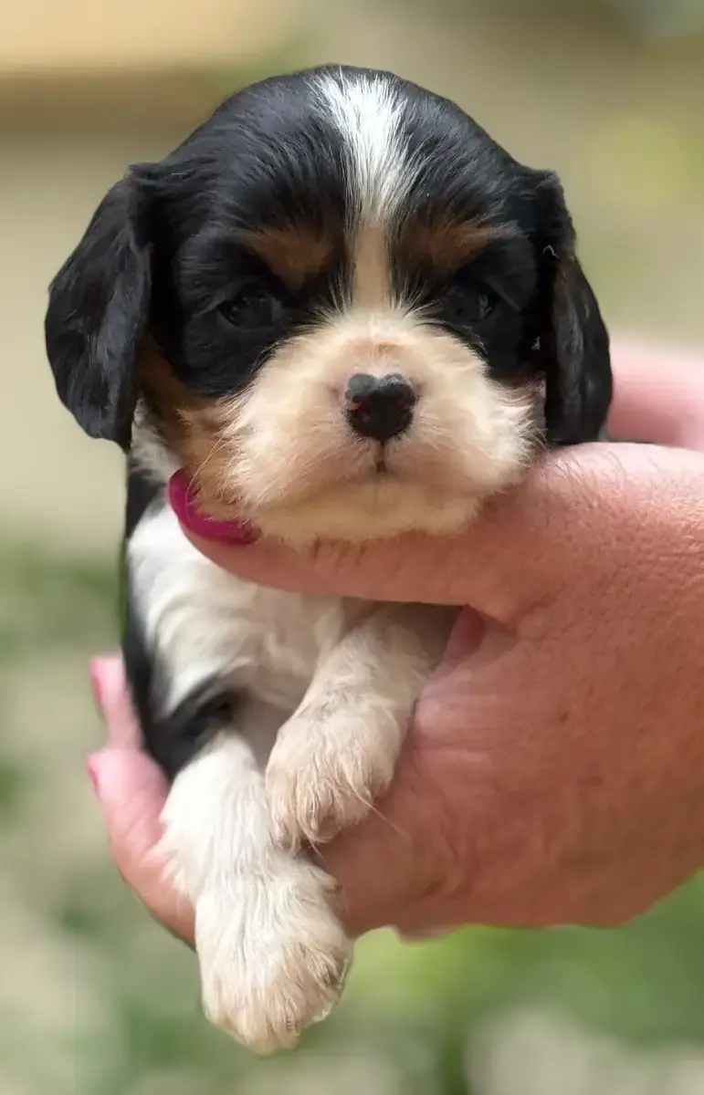 Cavalier King Charles Spaniel