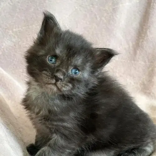 Chatons Maine Coon Polydactyles