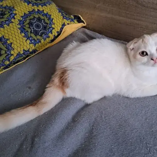 Adorable Chaton Scottish Fold