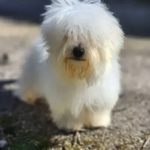 Chiot