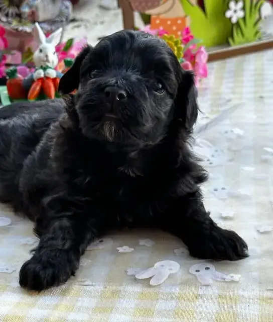 Bichon Havanais  Black Pearl Del Rey Rakashi