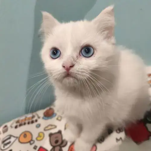 Chatons British Shorthair
