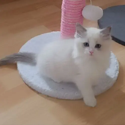 Ragdoll Chatons