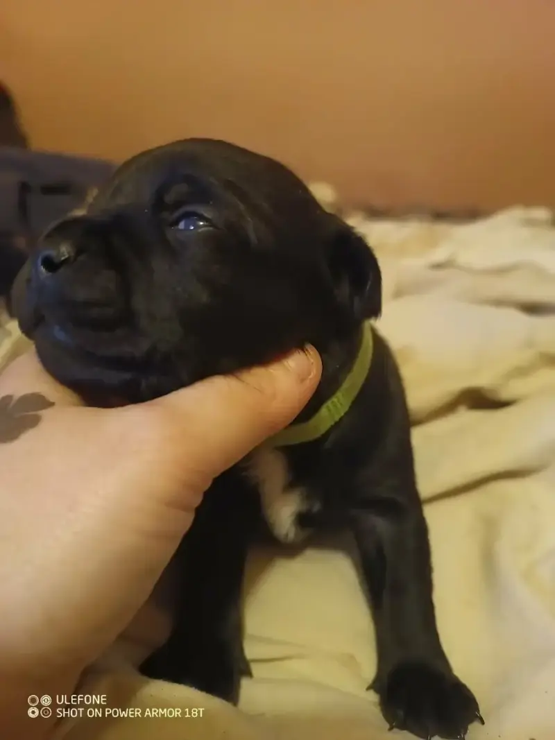 Staffordshire Bull Terrier  Chiot N°1 Du Temple Des G e5455