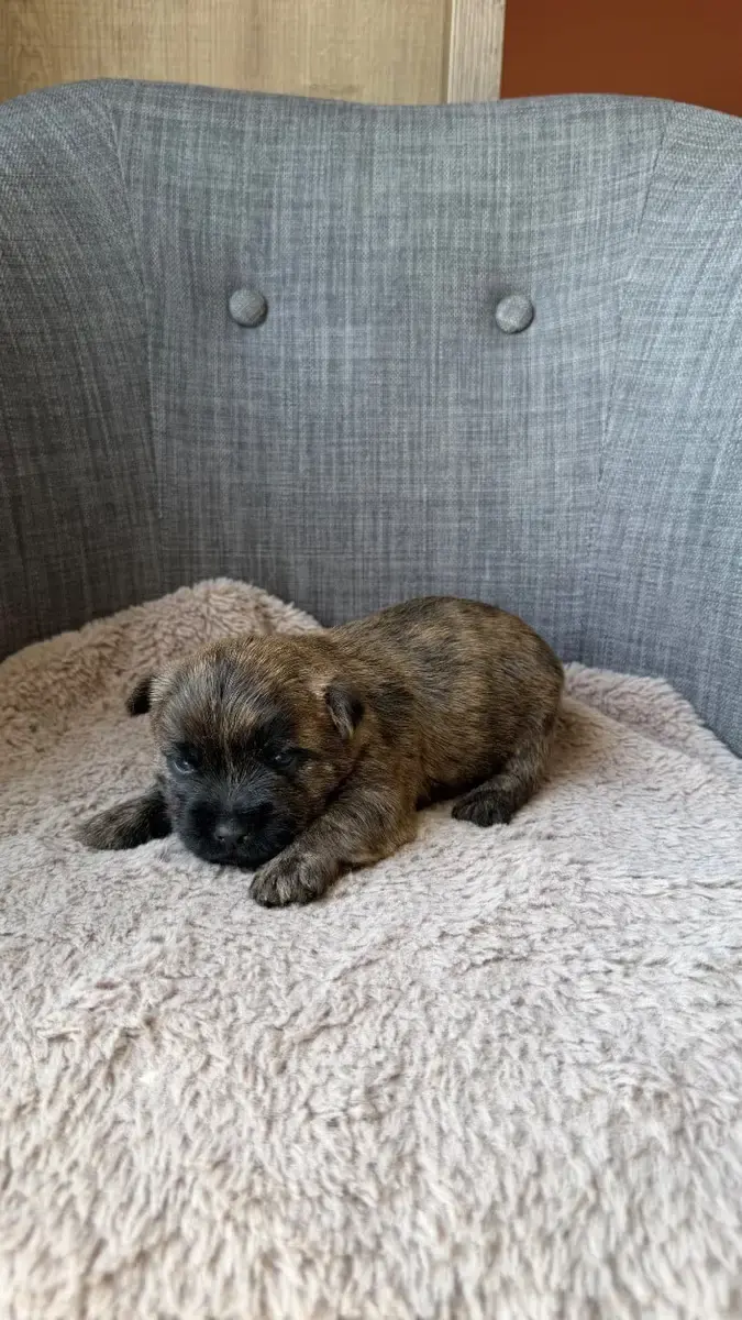 Cairn Terrier  Chiot 6 Du Banc Des Hermelles