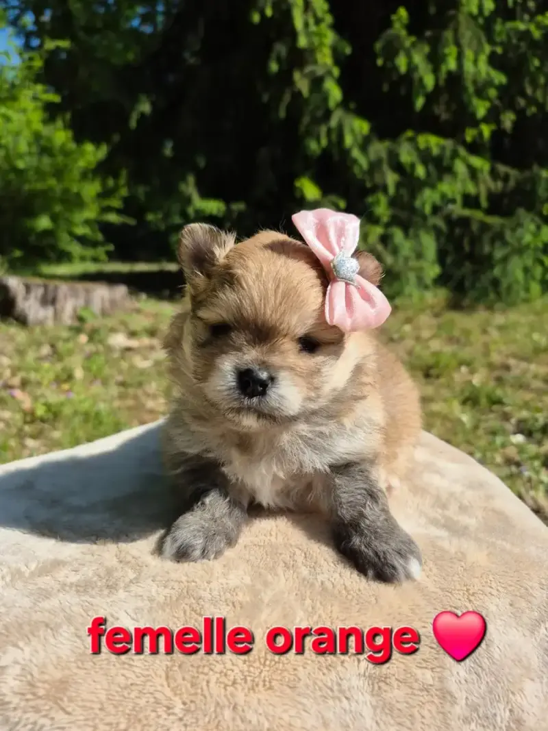 Spitz Allemand  Chiot 2