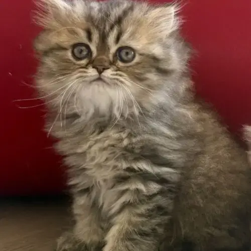 Chatons Persans Loof Brown Tabby