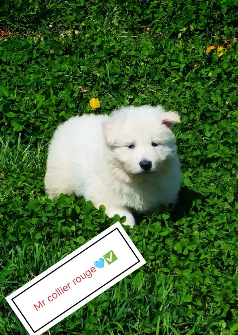 Berger Blanc Suisse  Chiot N°4 De L'Esprit Blanc Des  f5d85