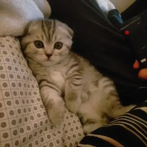 Chaton Scottish Fold