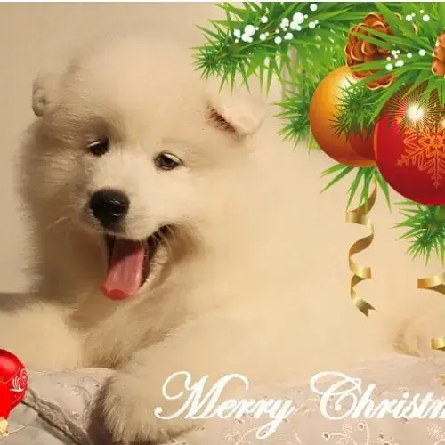 Chiots Samoyede Lof
