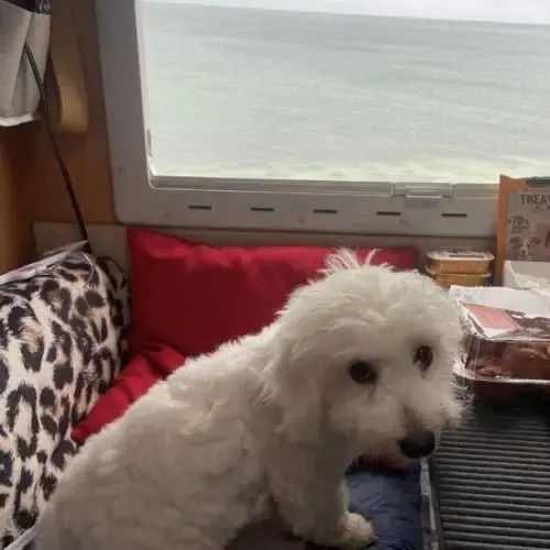 Coton De Tulear Saillie