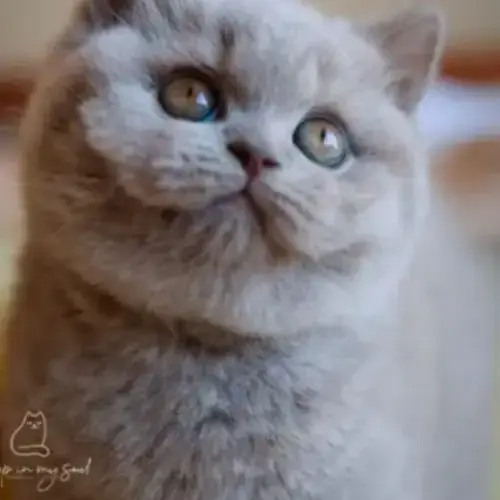 Superbe Chaton