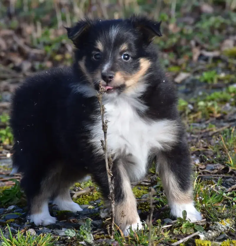 Shetland Sheepdog  Brise Noire