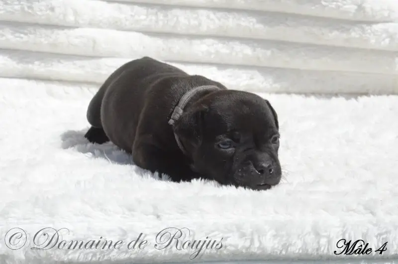 Staffordshire Bull Terrier  Chiot N°4 Du Domaine De R 12018