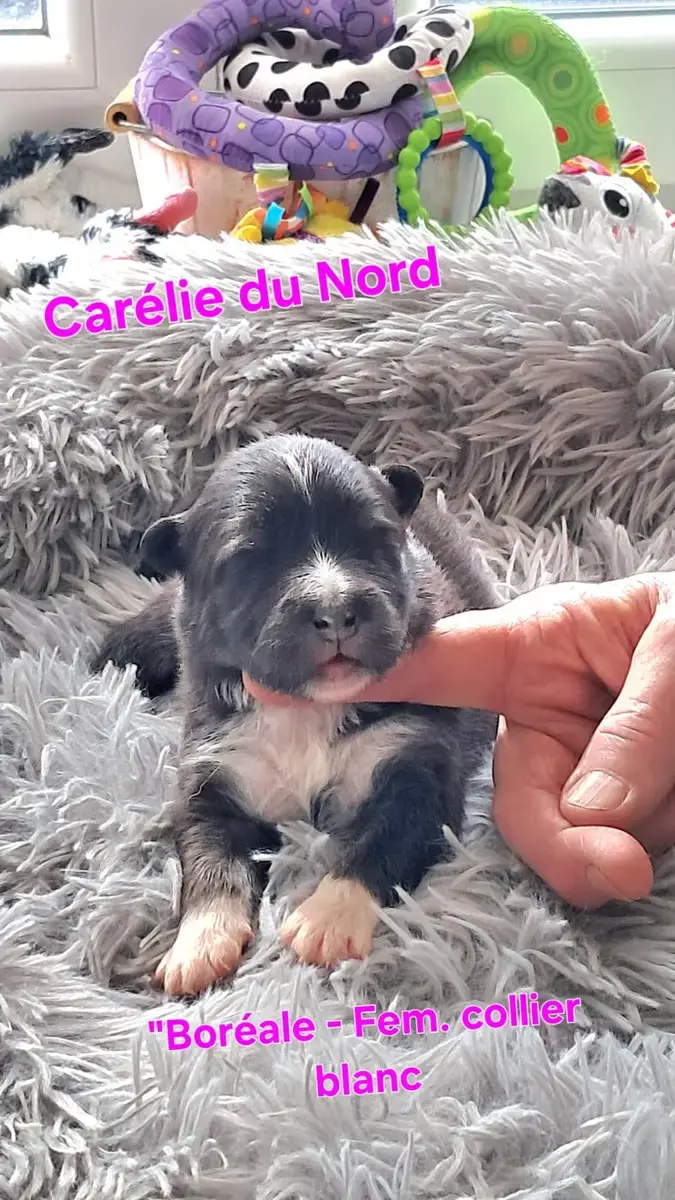 Chien Finnois De Laponie  Chiot
