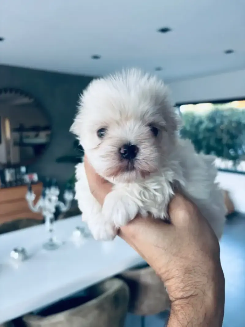Bichon Maltais  Chiot 2 Jet Set'S Blue Star