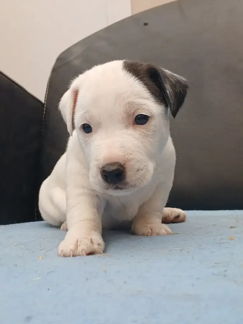 Jack Russell Terrier  Chiot N°2 Du Domaine De La Roch 1c83d