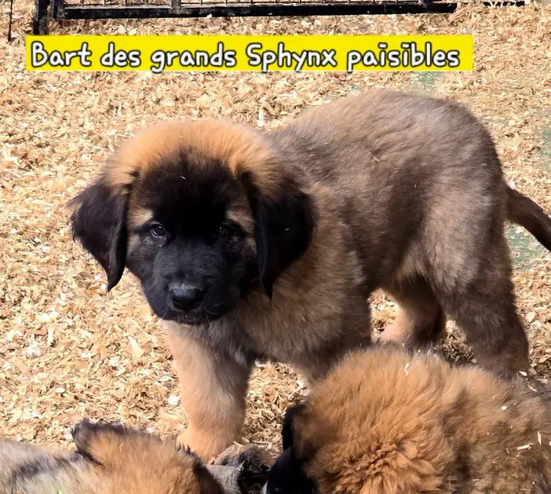 Leonberger  Chiot N°3 Grands Sphynx Paisibles